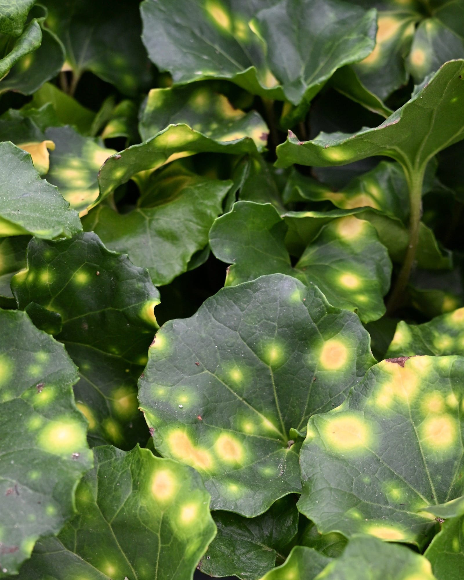 Firefly Leopard Plant - view 4