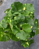 Firefly Leopard Plant - Image 2