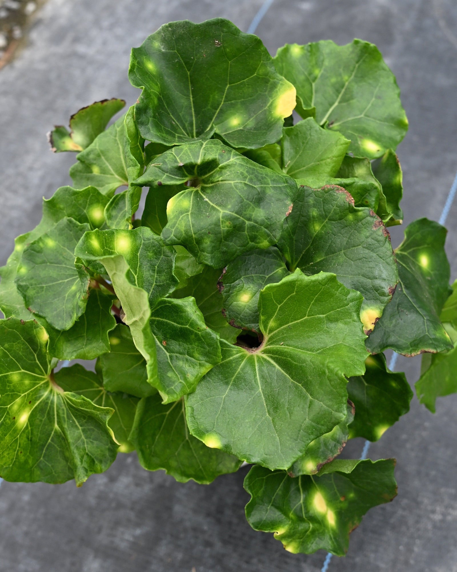 Firefly Leopard Plant - Image 2