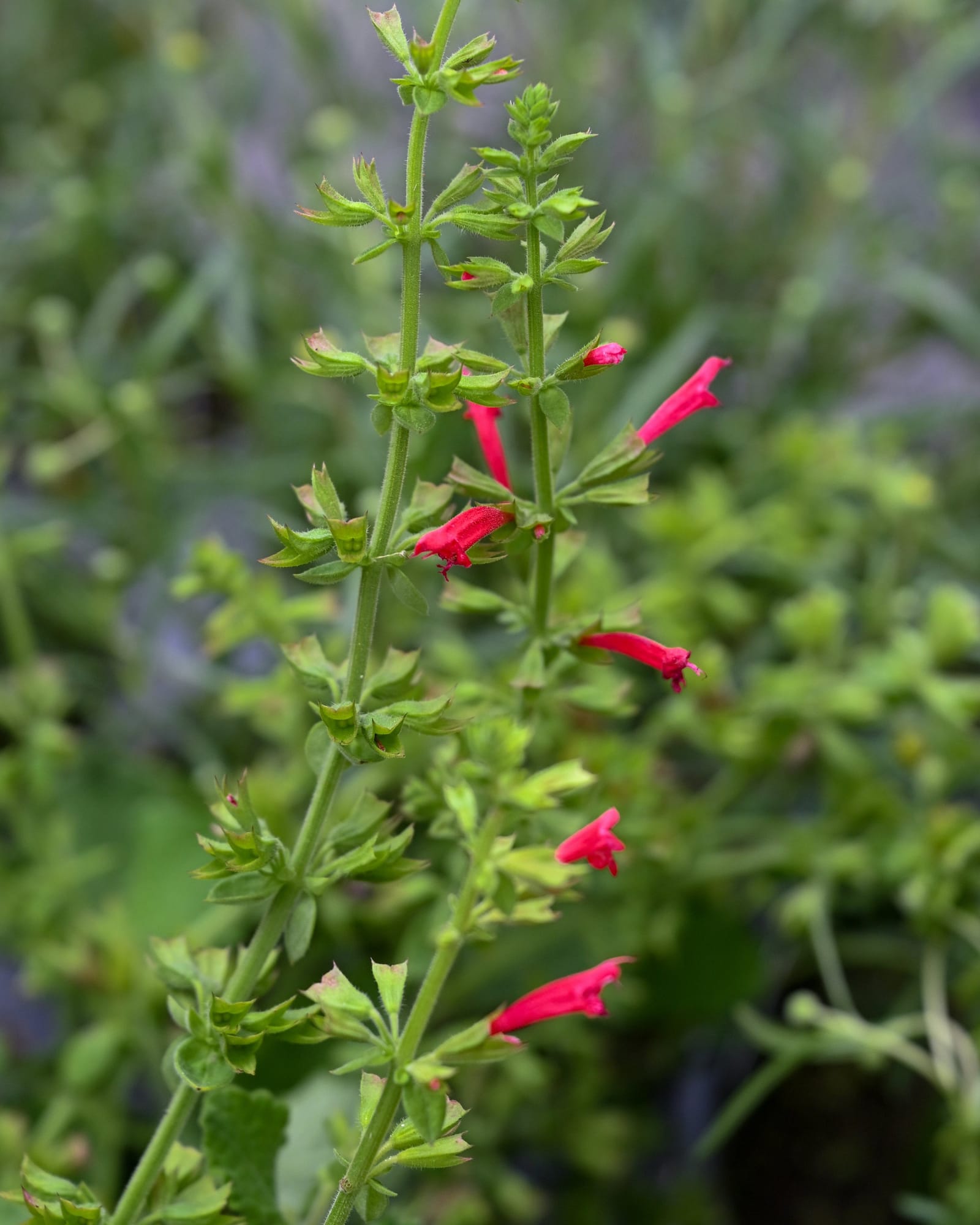 Cedar Sage Salvia - view 5