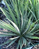 Adam's Needle Yucca with narrow pointed green leaves and curling white filaments in a nursery container