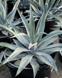 Americana Agave with blue green spiky leaves in a nursery container