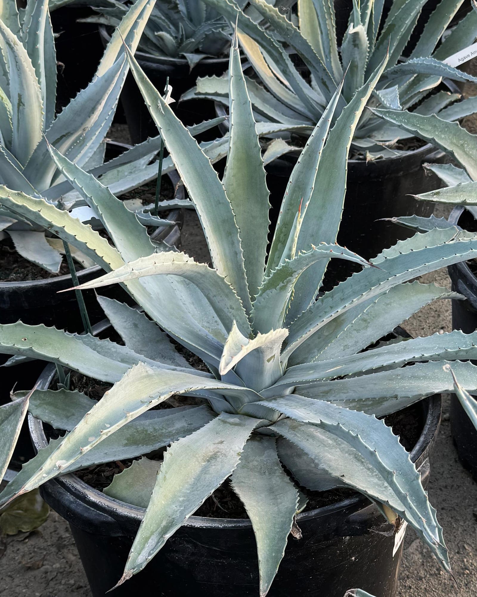 Americana Agave