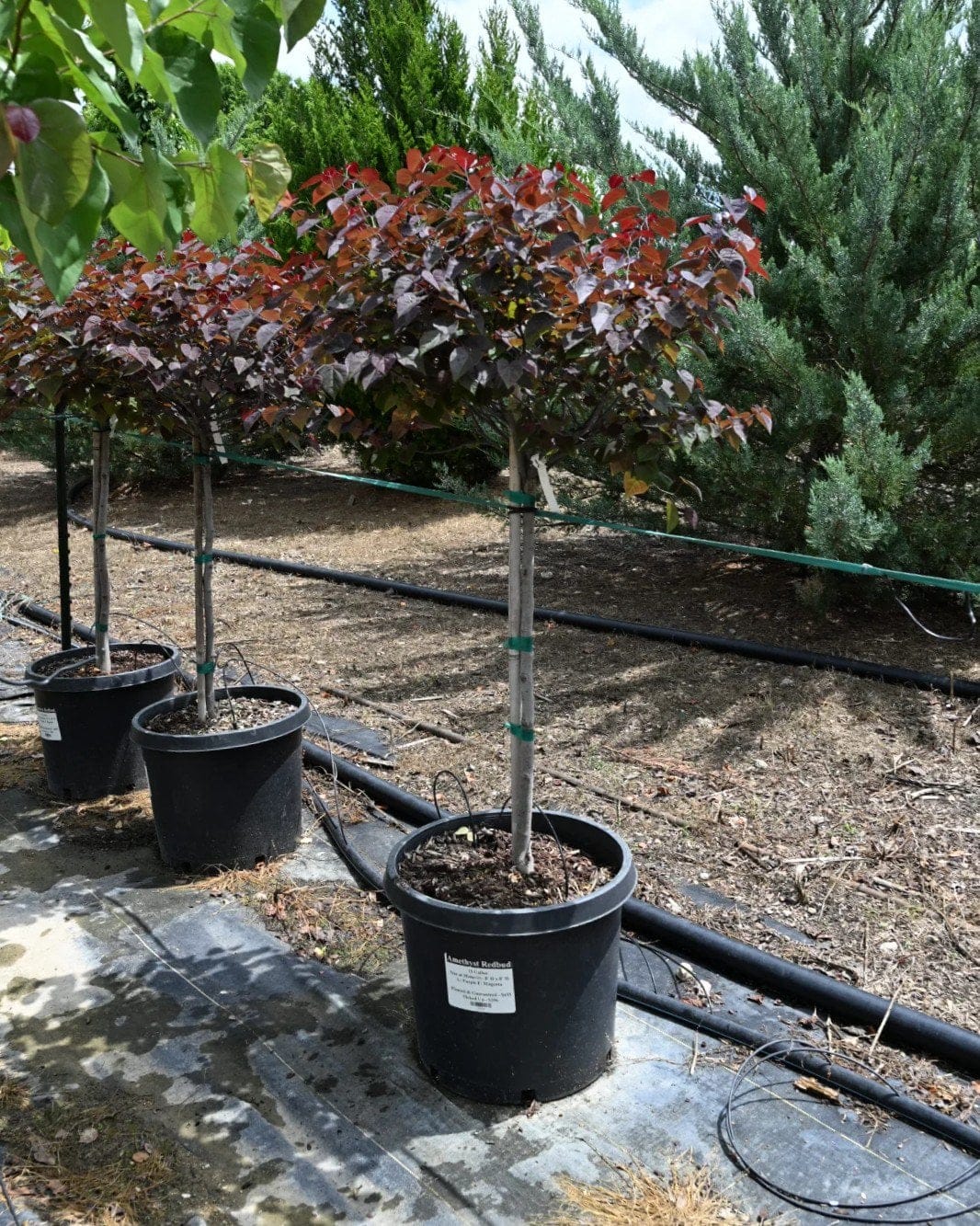 Amethyst Redbud burgundy foliage Amethyst Redbud with burgundy foliage in a container at the nursery
