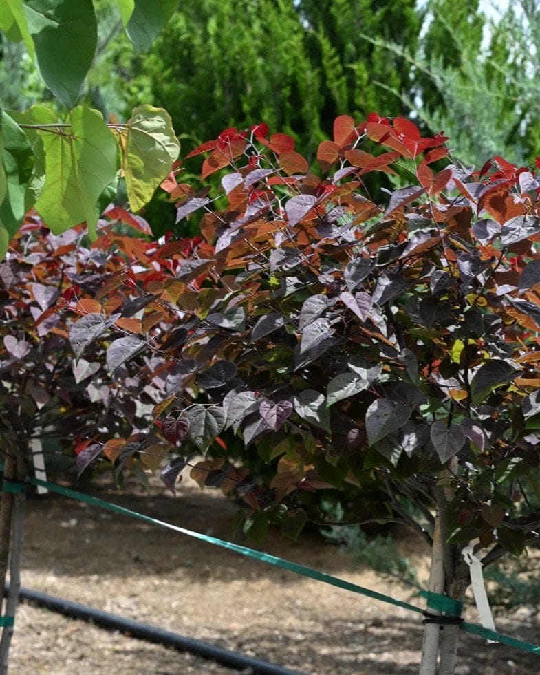 Amethyst Redbud with dense burgundy and green foliage growing in a nursery row