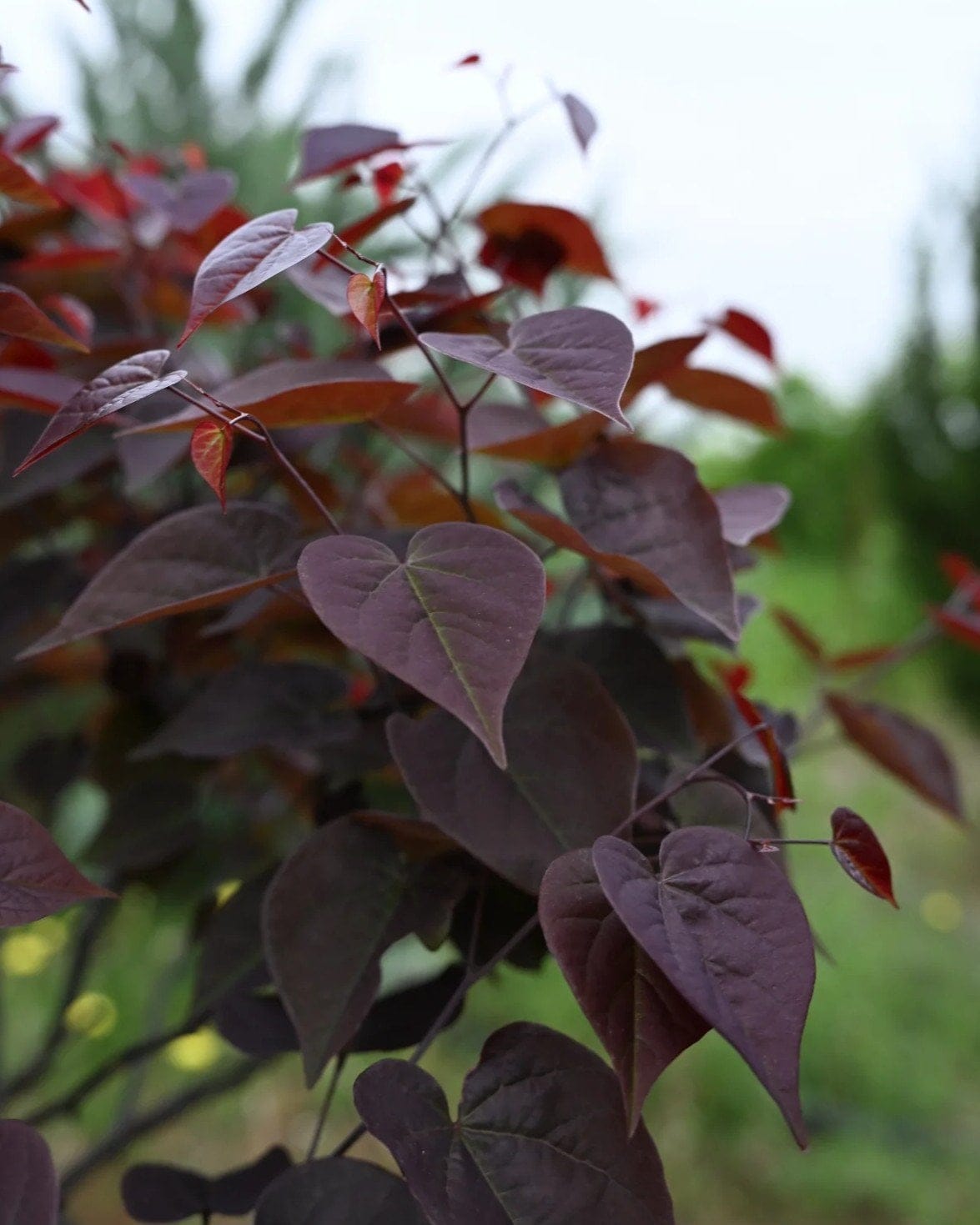 Amethyst Redbud with burgundy heart-shaped leaves on branching stems