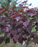 Amethyst Redbud with dark purple heart-shaped leaves and reddish new growth