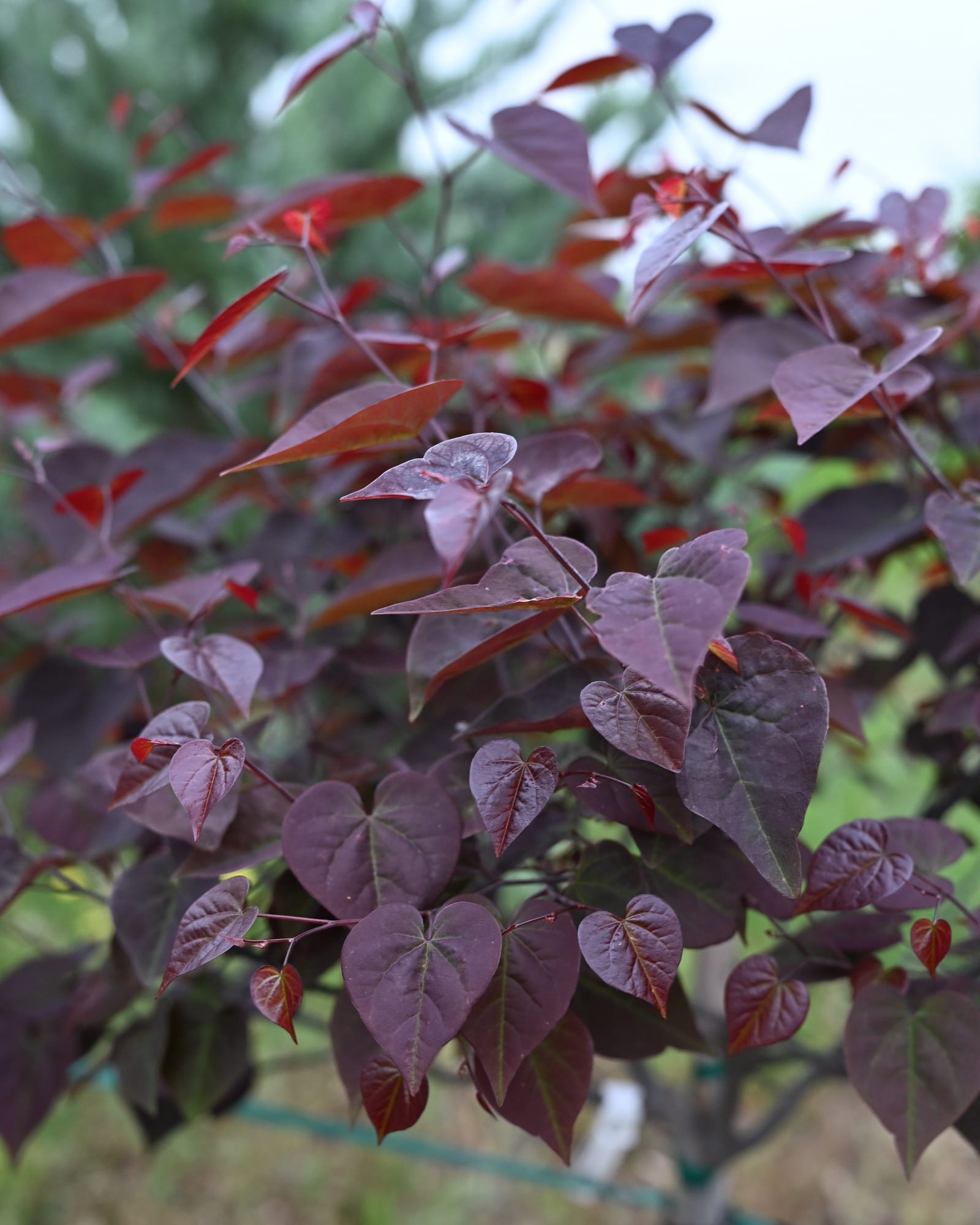 Amethyst Redbud