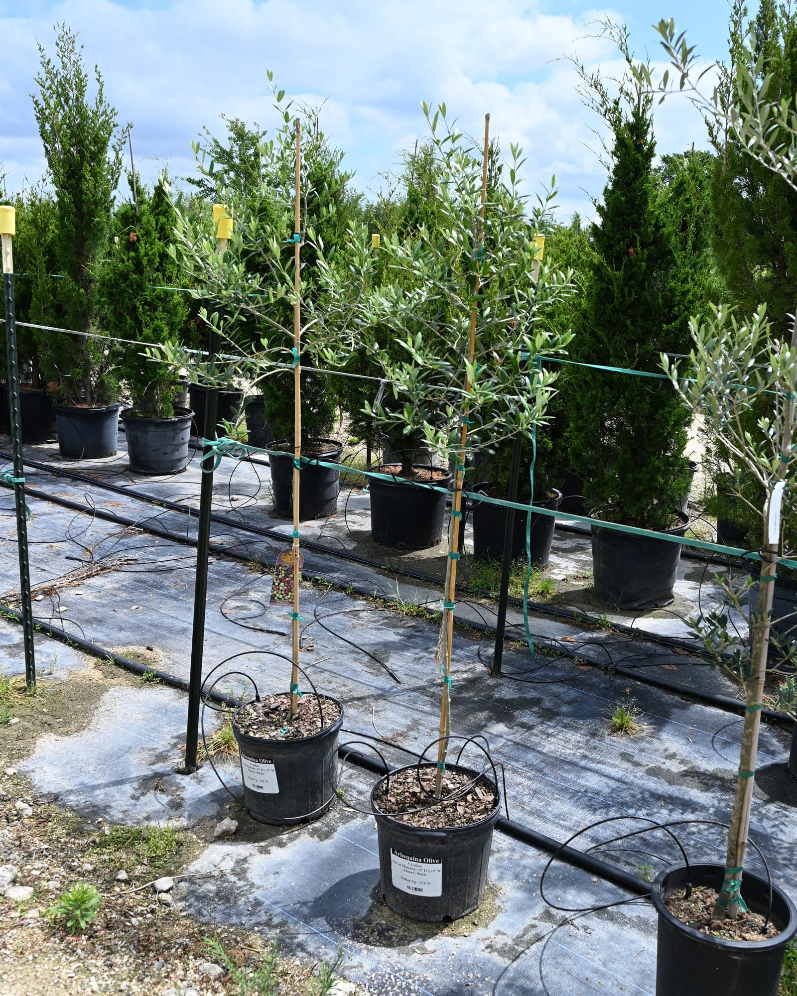 Arbequina Olive Tree Form - view 5