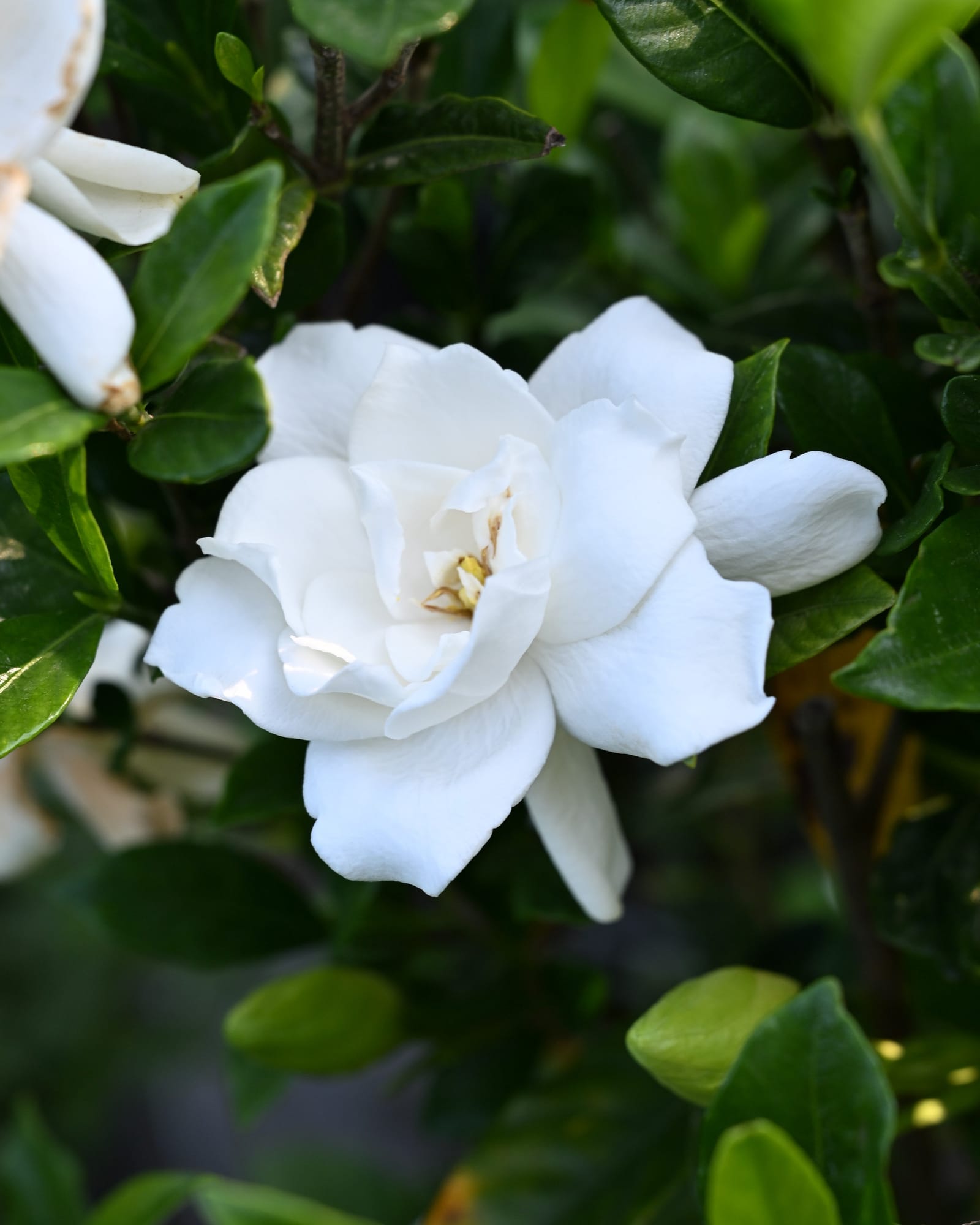 August Beauty Gardenia