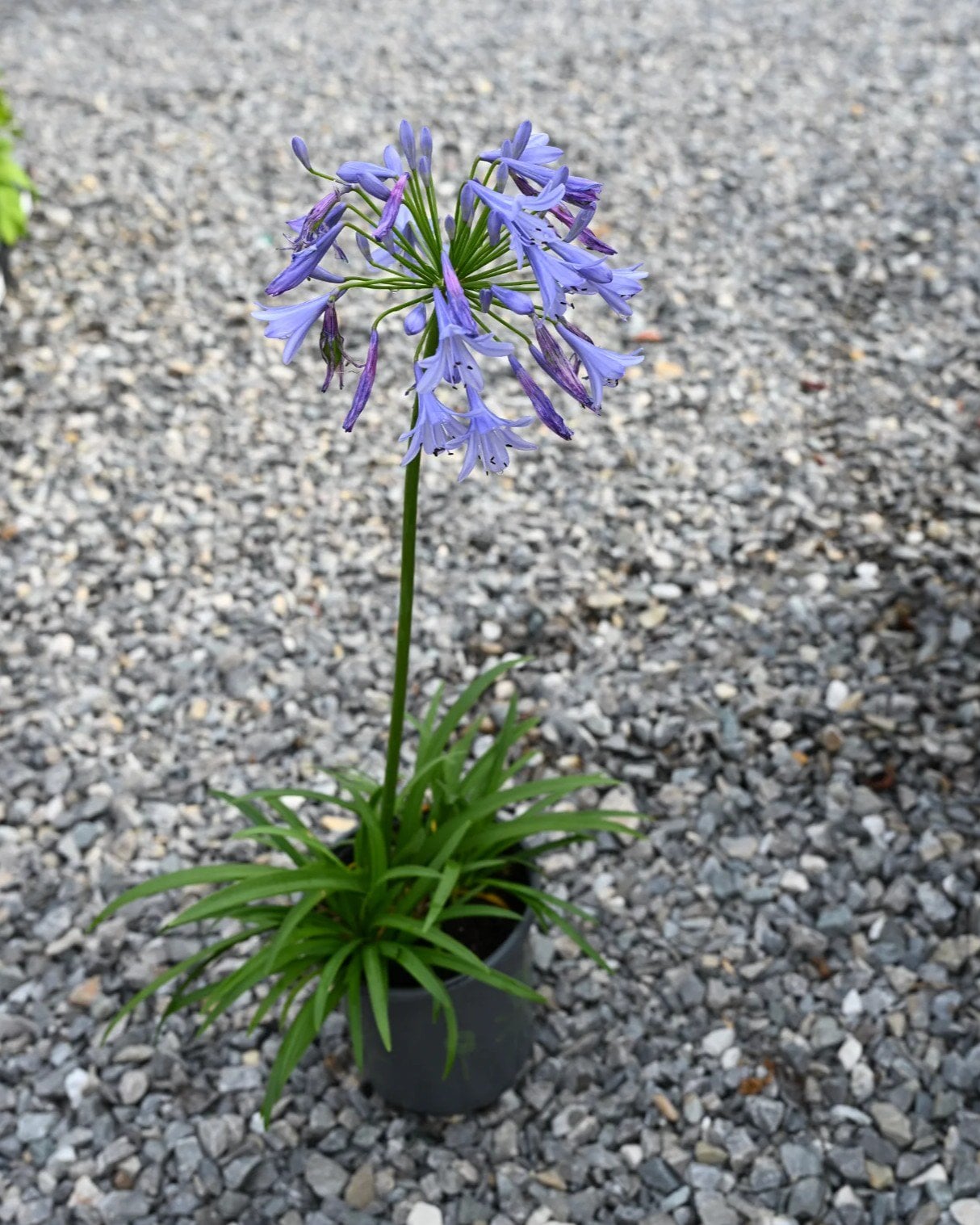 Baby Pete Agapanthus lavender blooms Baby Pete Agapanthus with lavender flower clusters and strap-like foliage in a nursery pot