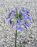 Baby Pete Agapanthus with a round cluster of lavender flowers above gravel