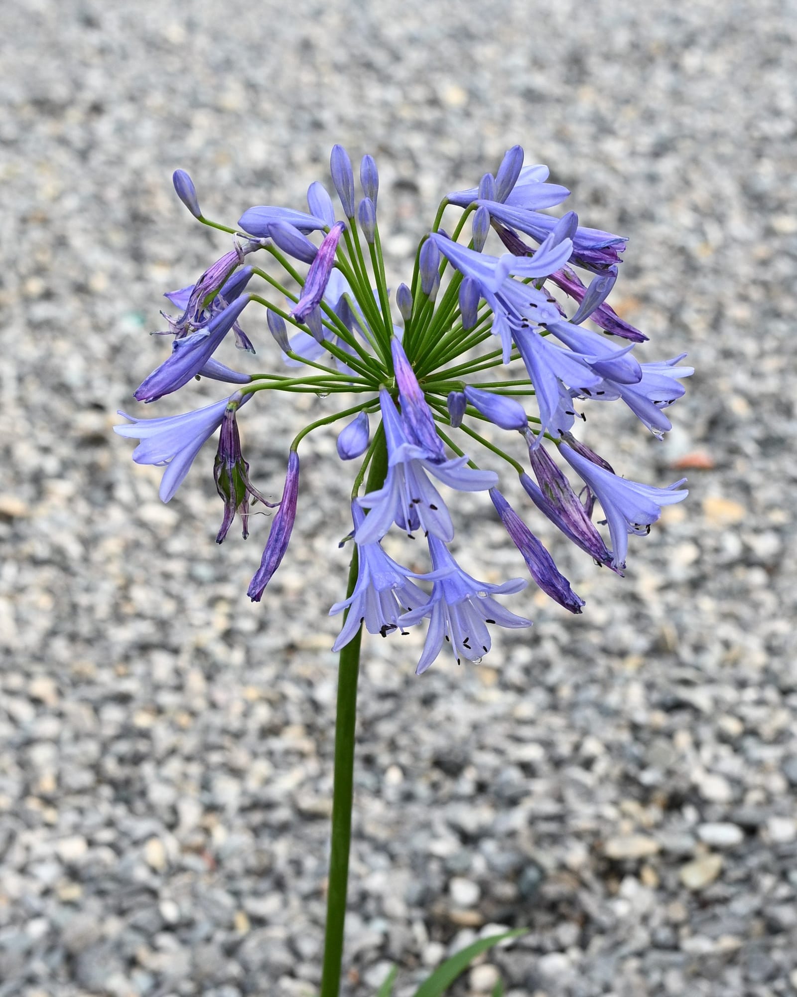 Baby Pete Agapanthus lavender flower cluster Baby Pete Agapanthus with a round cluster of lavender flowers above gravel
