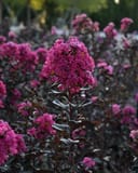 Black Diamond Mystic Magenta Crape Myrtle with vivid magenta flower clusters and dark burgundy foliage