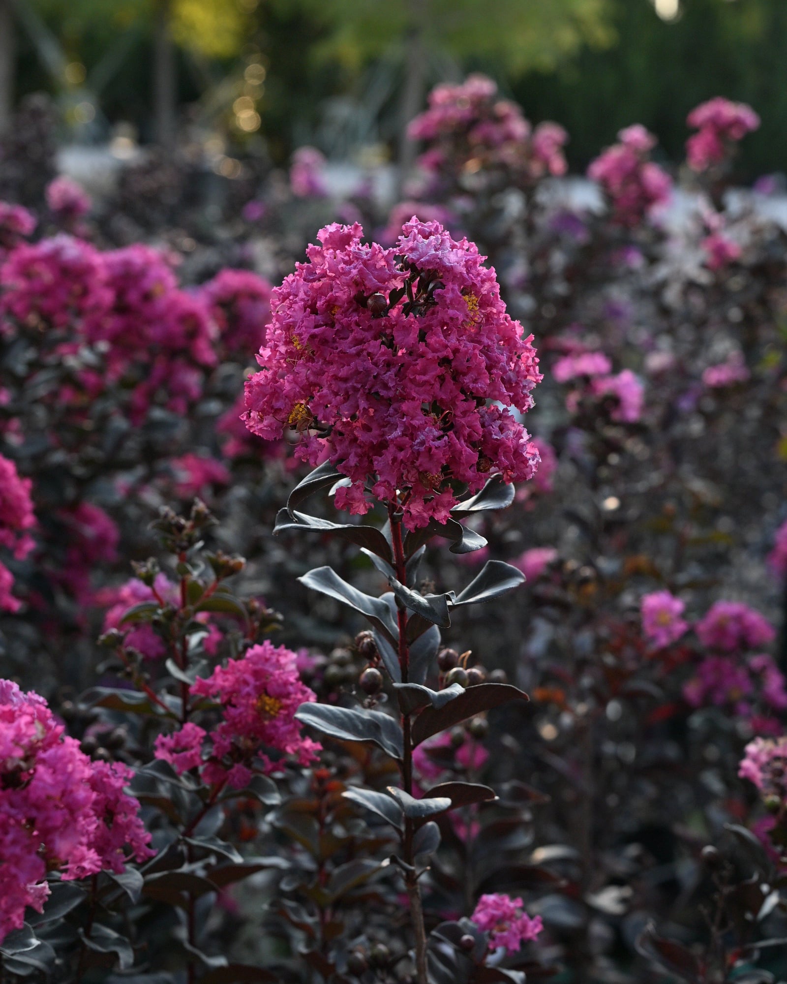 Black Diamond Mystic Magenta Crape Myrtle flowers Black Diamond Mystic Magenta Crape Myrtle with vivid magenta flower clusters and dark burgundy foliage