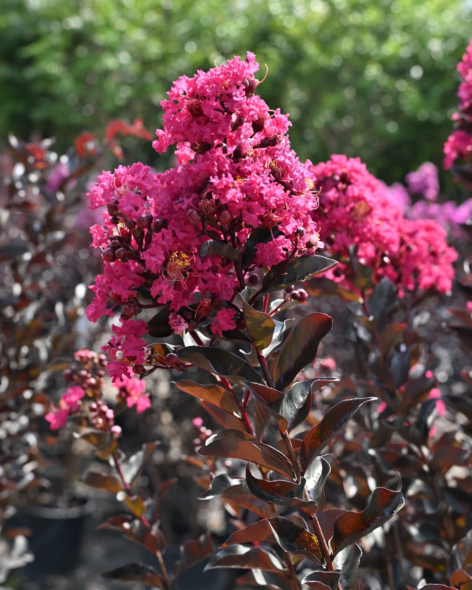 Black Diamond Mystic Magenta Crape Myrtle magenta blooms Black Diamond Mystic Magenta Crape Myrtle with vivid magenta flower clusters and dark burgundy foliage