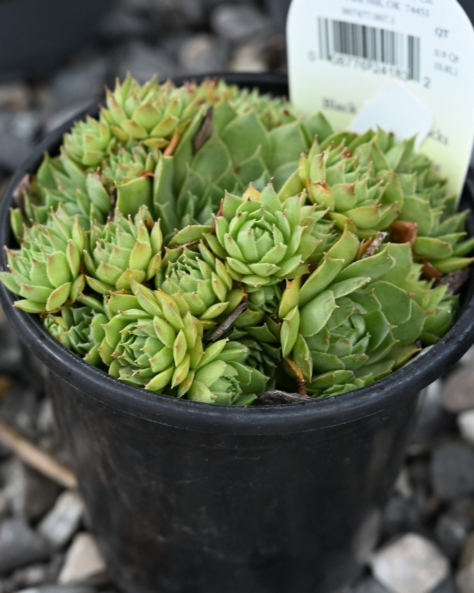 Black Hens and Chicks Sempervivum green rosettes Black Hens and Chicks Sempervivum with clustered green rosettes in a black nursery pot