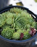 Black Hens and Chicks Sempervivum with dense green rosettes and burgundy offsets in a black nursery pot