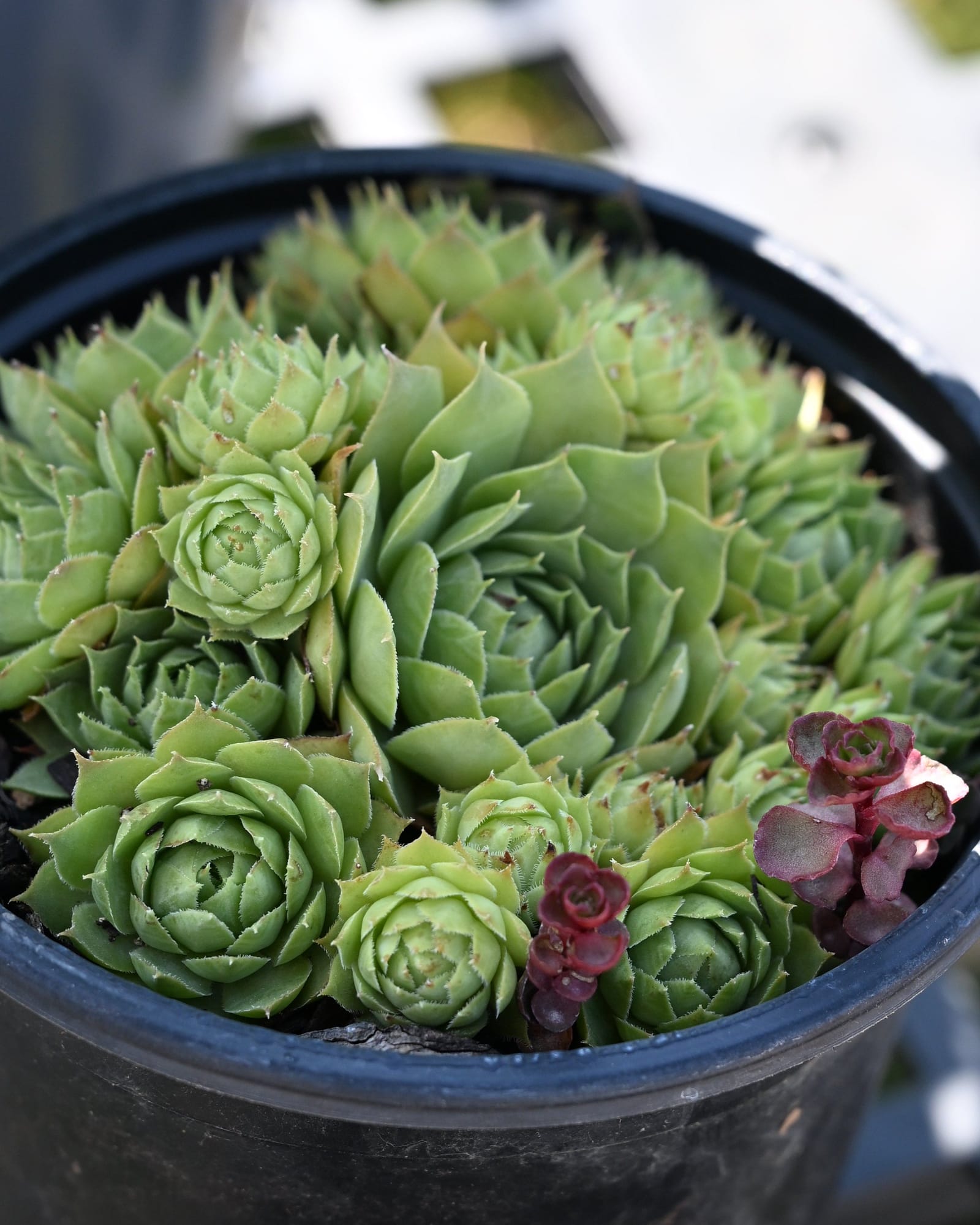 Black Hens and Chicks Sempervivum green rosettes Black Hens and Chicks Sempervivum with dense green rosettes and burgundy offsets in a black nursery pot