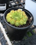 Black Hens and Chicks Sempervivum with green rosettes and fuzzy offsets in a black nursery pot