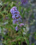 Nanho Blue Butterfly Bush - Main Image