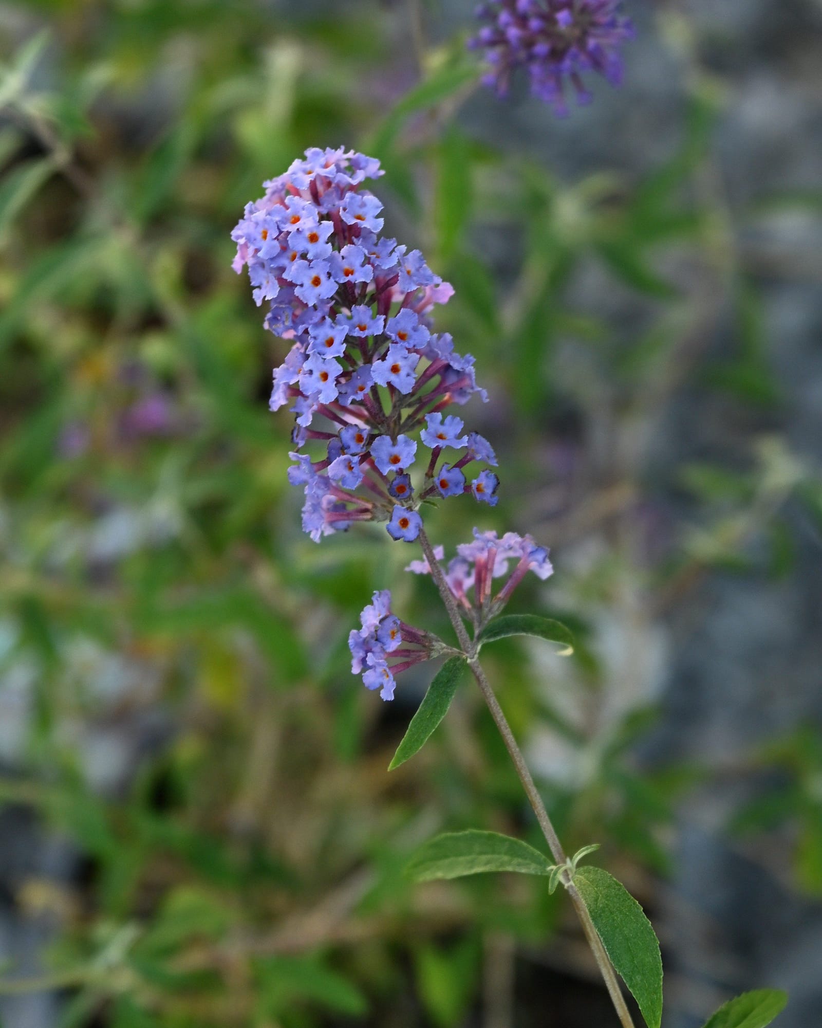 Nanho Blue Butterfly Bush