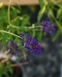 Black Knight Butterfly Bush - Main Image