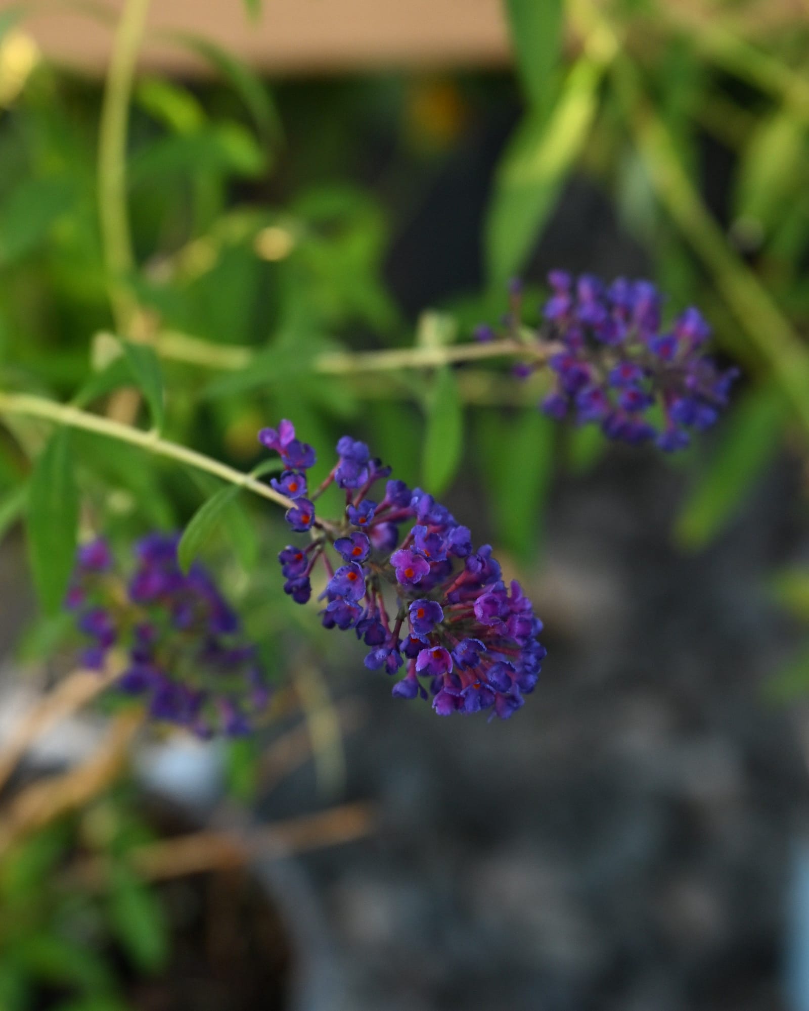 Black Knight Butterfly Bush - Main Image