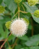 Blanco Buttonbush with a spherical white flower and green buds among broad leaves
