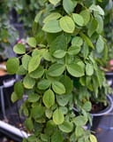 Blaze Improved Climbing Rose with dense green foliage in a nursery container