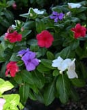 Blockbuster Patriot Mix Vinca with red, purple and white flowers among glossy green leaves