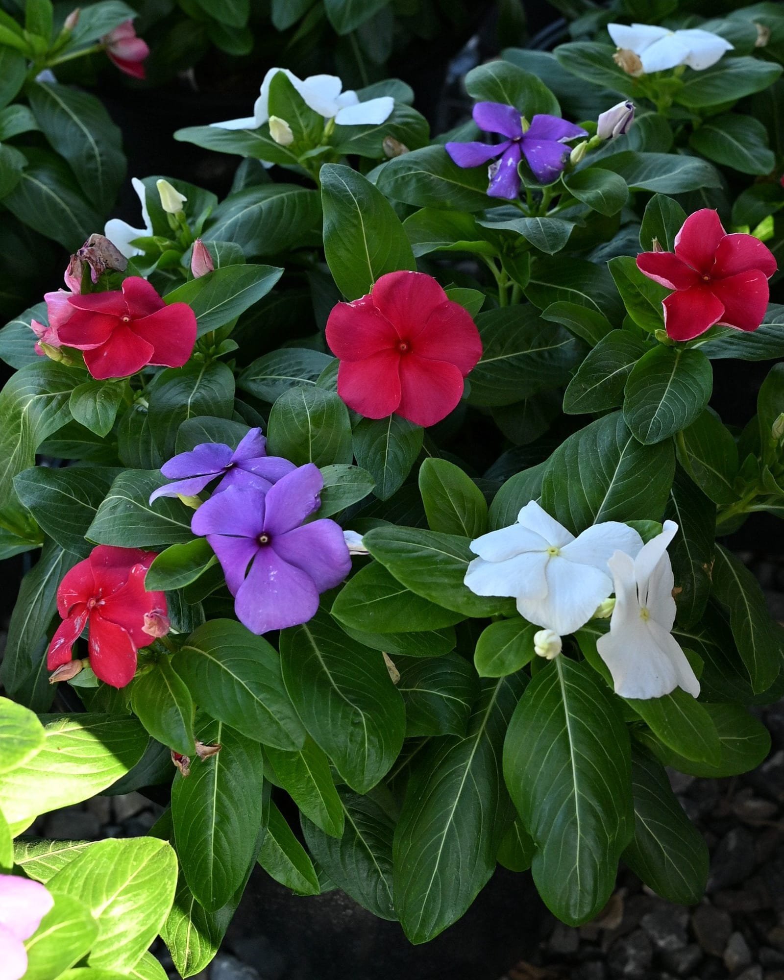 Blockbuster Patriot Mix Vinca colorful flowers Blockbuster Patriot Mix Vinca with red, purple and white flowers among glossy green leaves