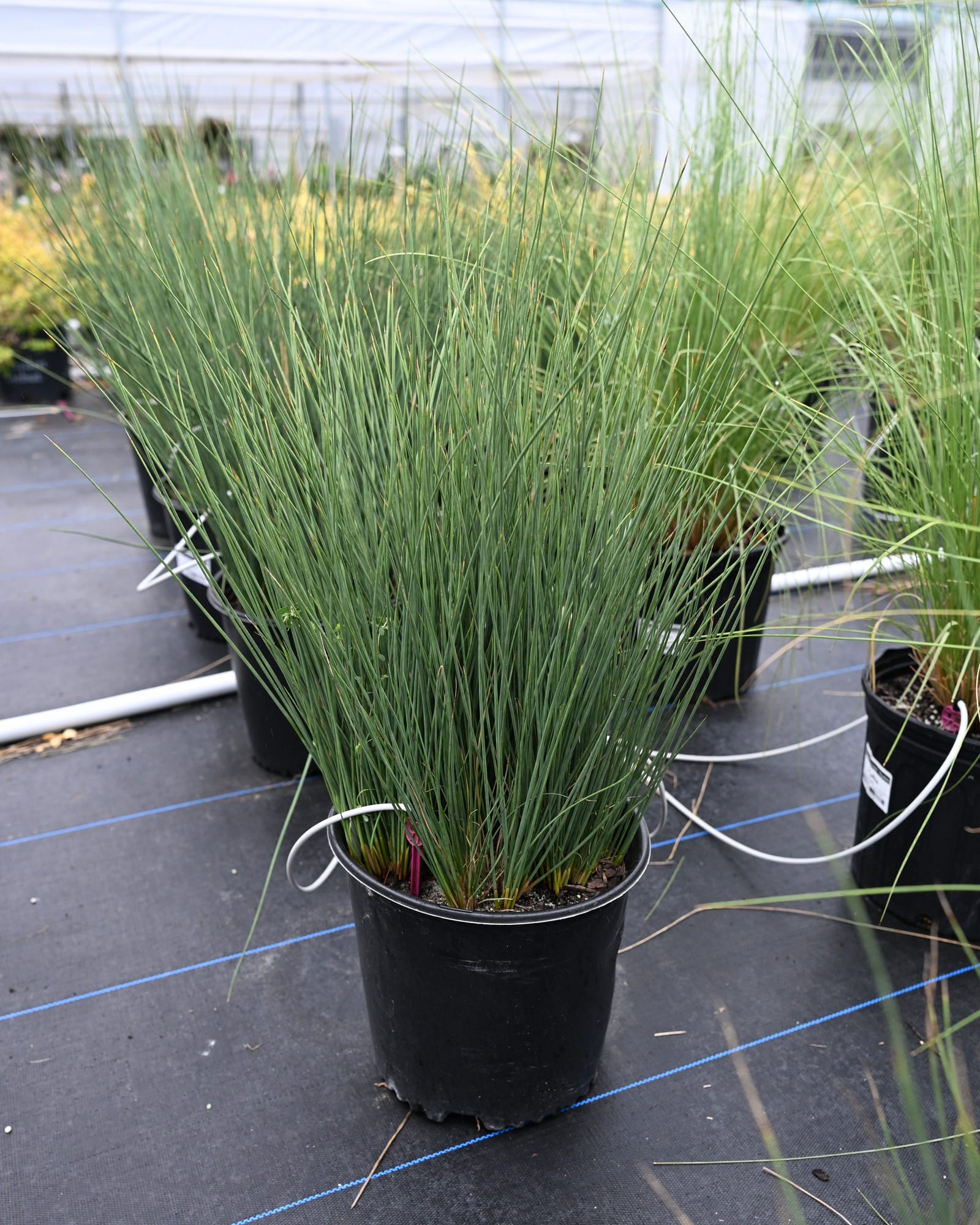 Blue Arrows Rush slender green foliage Blue Arrows Rush with tall slender green foliage in a black nursery container