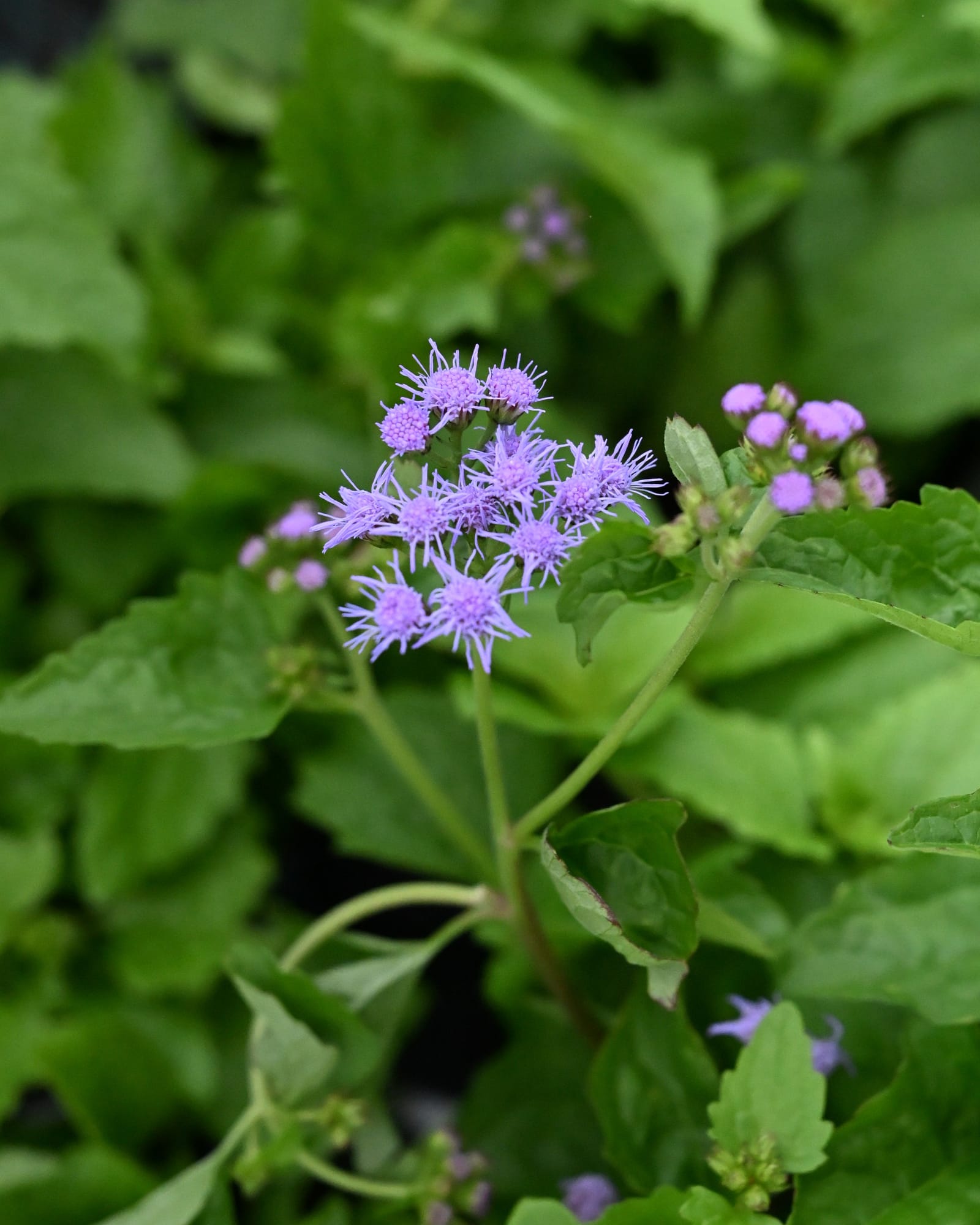 Blue Mistflower purple flower clusters Blue Mistflower with clusters of delicate purple flowers among green foliage