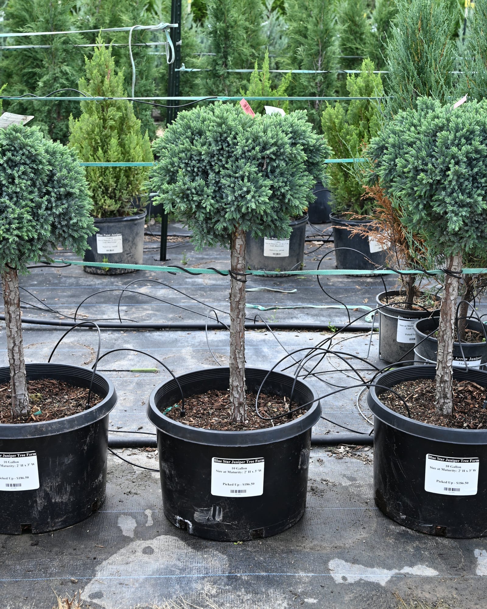 Blue Star Juniper Tree Form