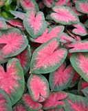 Bombshell Caladium with vivid pink centers and green-edged leaves