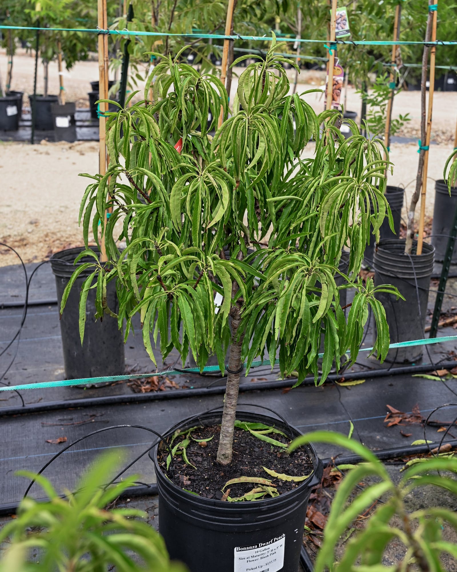 Bonfire Dwarf Peach