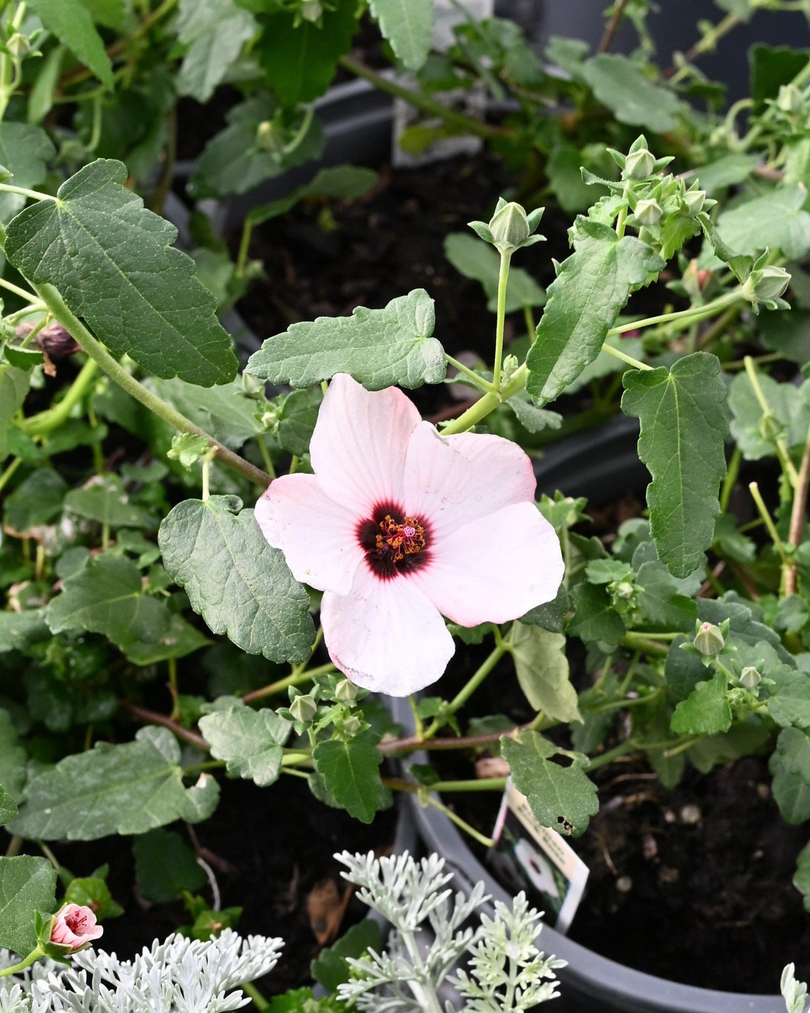 Brazilian Rock Rose Pavonia