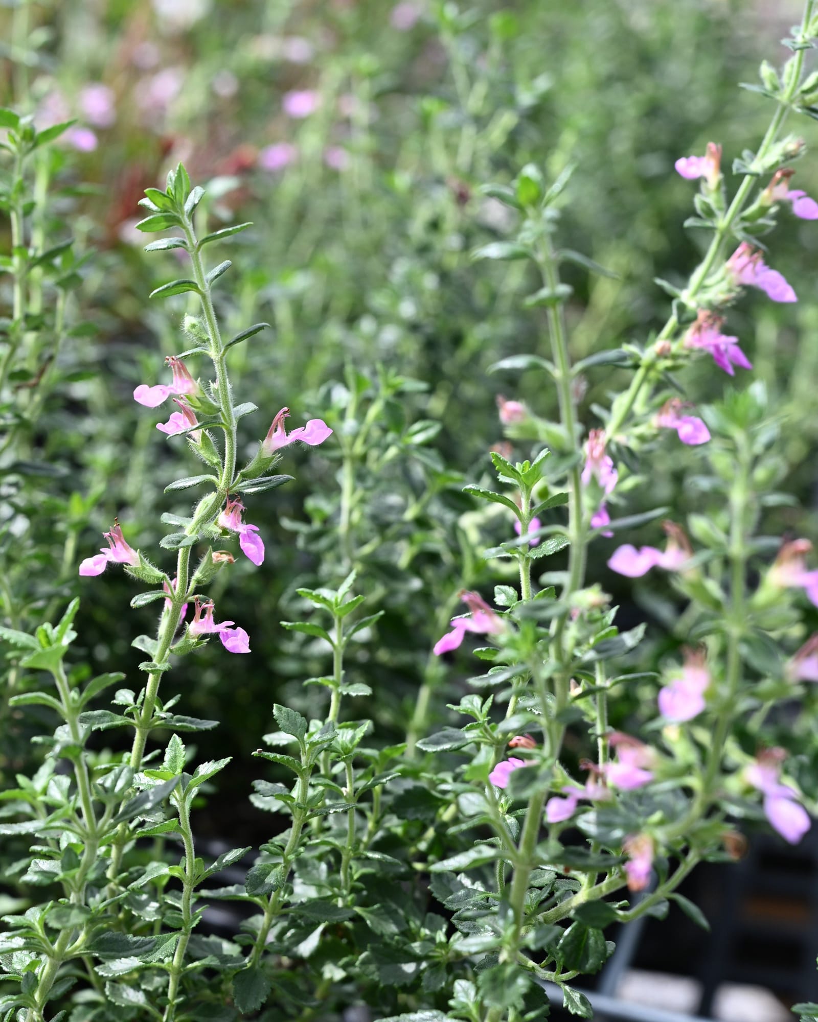 Bush Germander