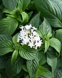 Butterfly White Pentas with clusters of white star-shaped flowers and textured green leaves