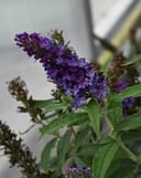 Buzz Midnight Butterfly Bush with clusters of purple flowers and green leaves