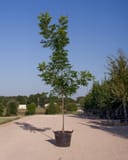 Caddo Pecan tree with slender trunk and green foliage in a nursery container