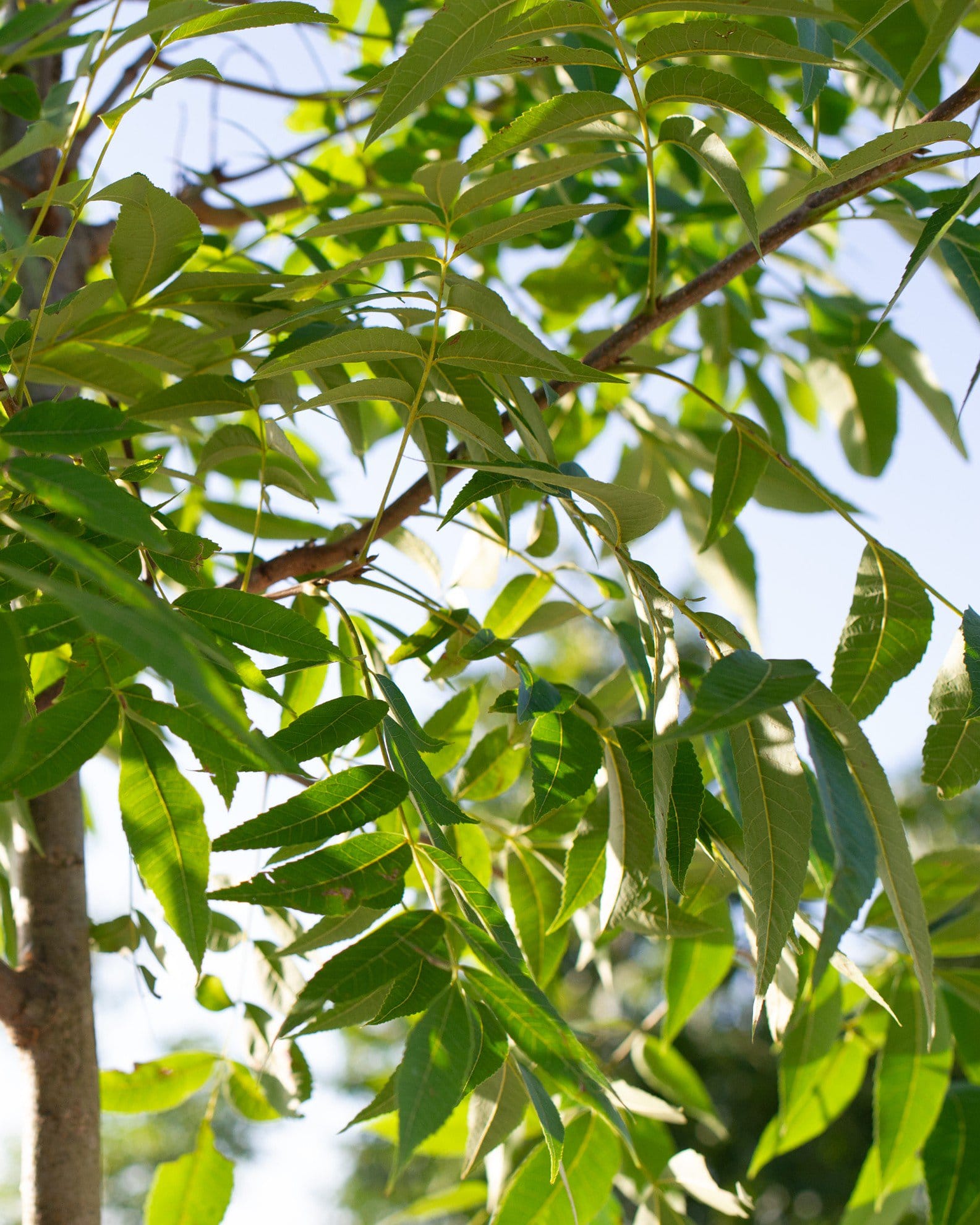 Caddo Pecan