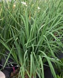 Caesar's Brother Iris with tall green leaves and small white flowers in nursery containers