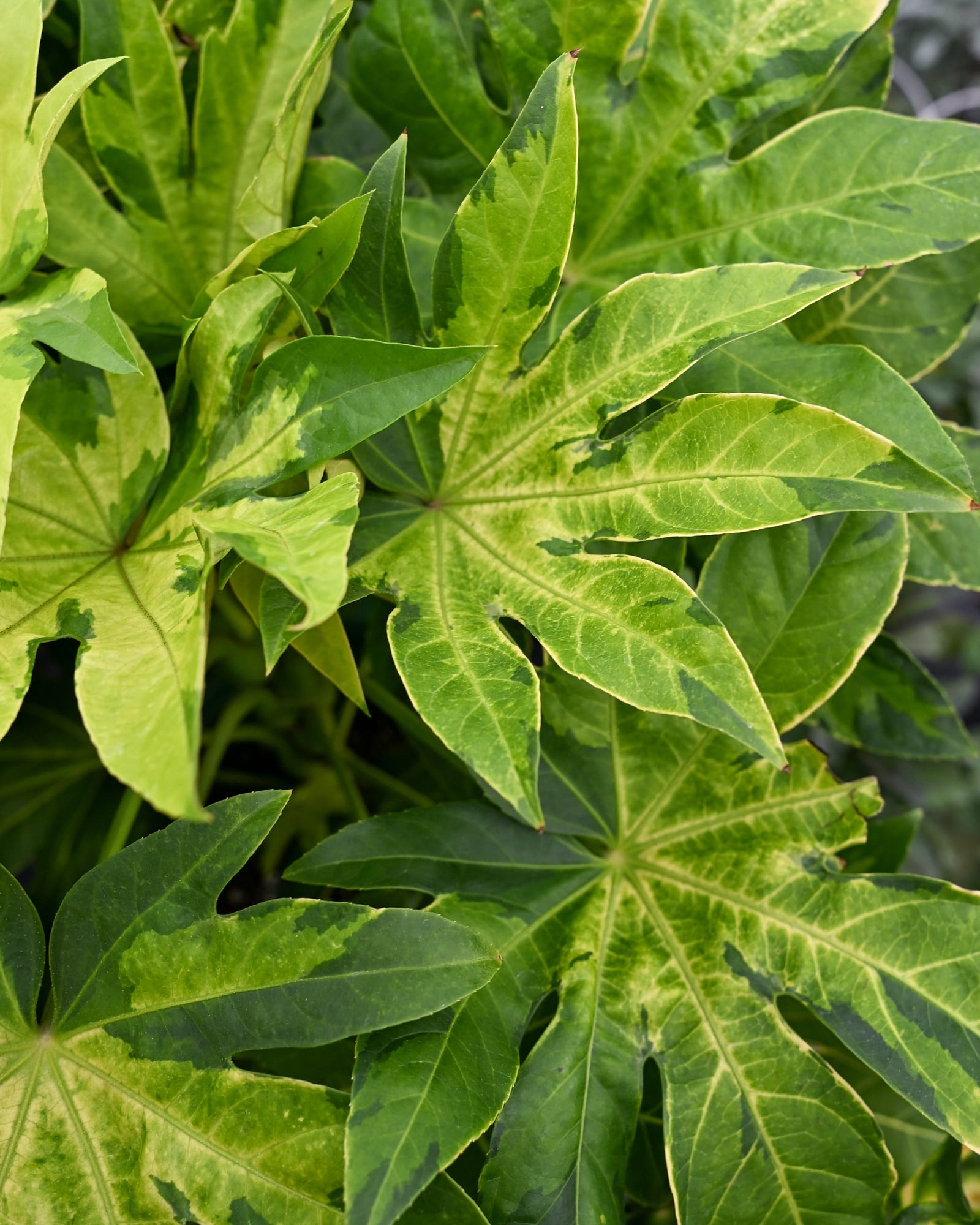 Camouflage Variegated Japanese Aralia - view 3
