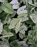 Candidum Sr Caladium with white leaves and contrasting green veins