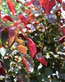 Carolina Sweetheart Redbud with burgundy and green leaves on branching stems