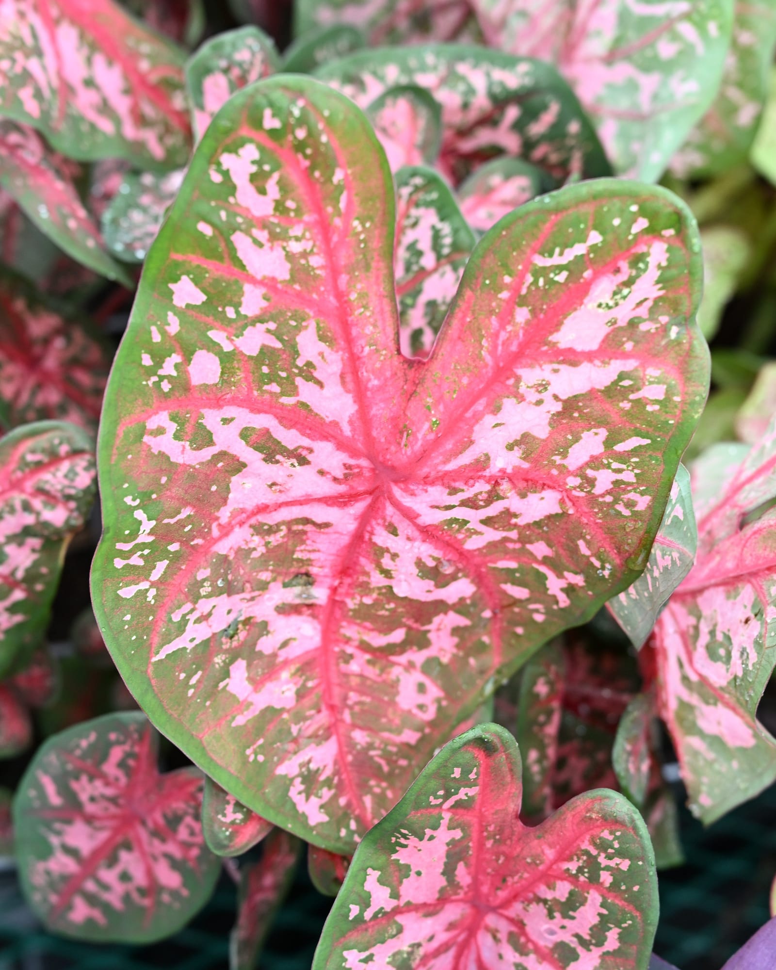 Carolyn Whorton Caladium pink leaves Carolyn Whorton Caladium with heart-shaped green leaves splashed with pink and white
