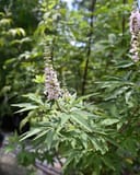 Casper Vitex with pale lavender flower spikes and narrow green leaves