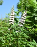 Casper Vitex with tall white flower spikes and narrow green leaves outdoors